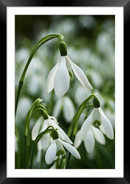 Snowdrops Framed Mounted Print by Jacqi Elmslie