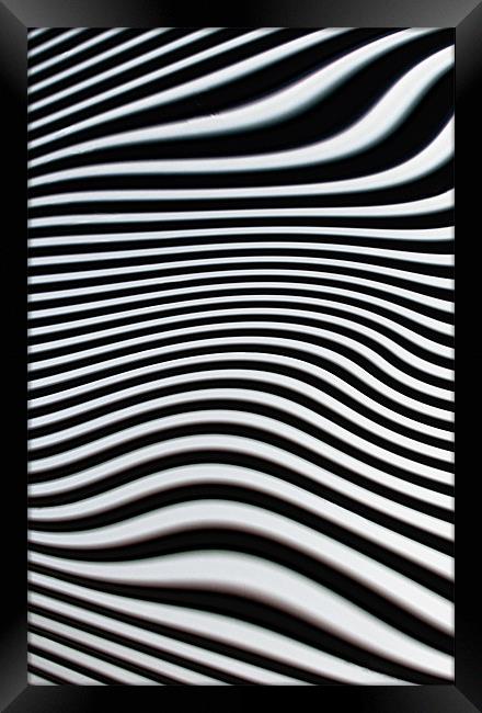 Zebra Stripes Framed Print by Jacqi Elmslie