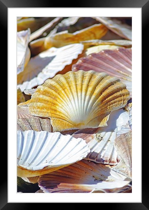 Sea Shells Framed Mounted Print by Jacqi Elmslie