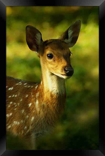 Little Bambi Deer Framed Print by Jacqi Elmslie