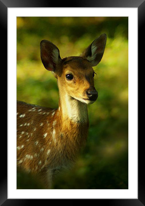 Little Bambi Deer Framed Mounted Print by Jacqi Elmslie
