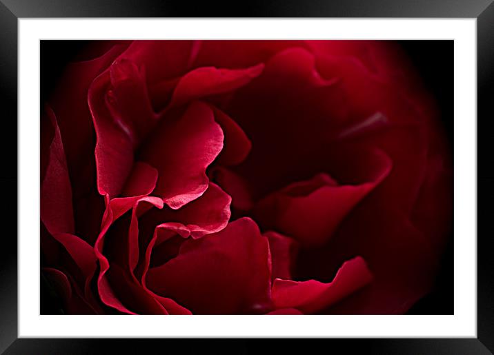 Intimacy Framed Mounted Print by Jacqi Elmslie