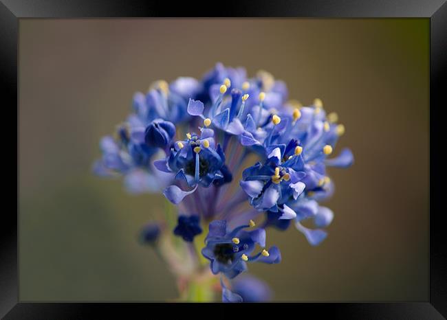 Tiny Blue Flowers Framed Print by Jacqi Elmslie