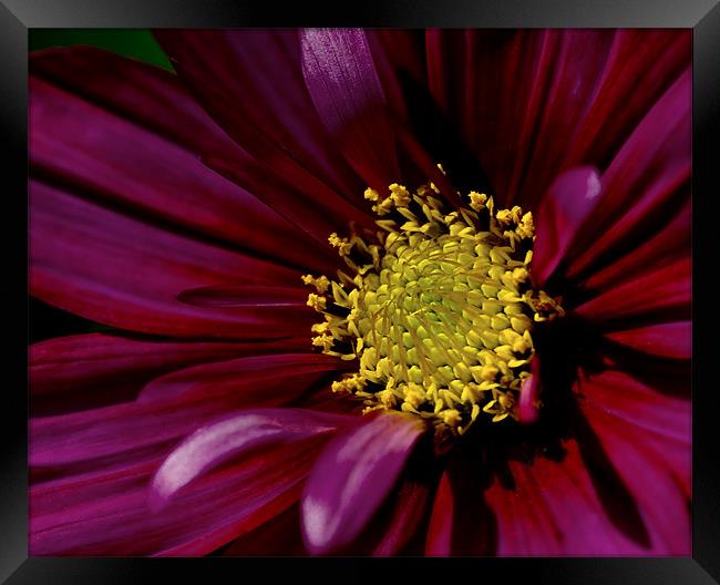Cosmos Framed Print by Jacqi Elmslie