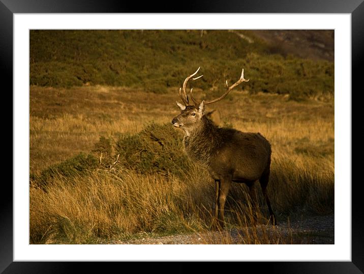Monarch of the Glen Framed Mounted Print by Jacqi Elmslie