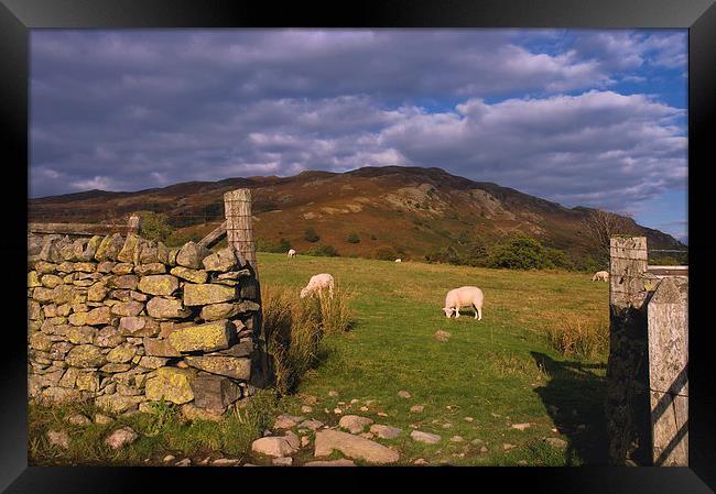 Grazing Lake District Sheep  Framed Print by Jacqi Elmslie
