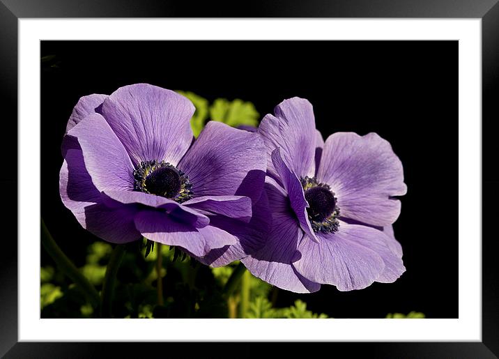 Twin Beauties  Framed Mounted Print by Jacqi Elmslie