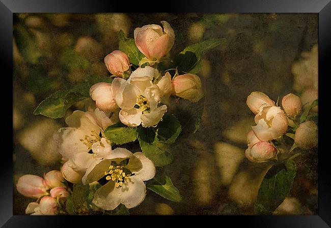 Old fashioned Apple Blossom  Framed Print by Jacqi Elmslie