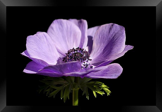Purple Anemone  Framed Print by Jacqi Elmslie