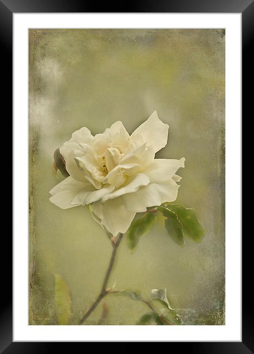 Vintage White Climbing Rose  Framed Mounted Print by Jacqi Elmslie