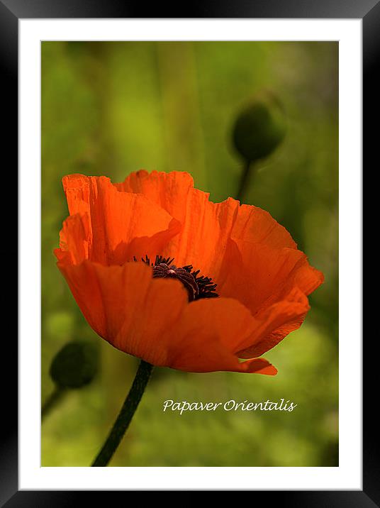 Red Oriental Poppy  Framed Mounted Print by Jacqi Elmslie