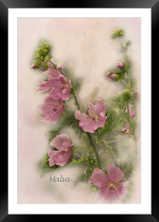  Pink Malva Framed Mounted Print by Jacqi Elmslie