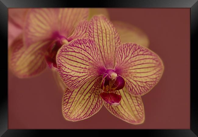 Butterfly Orchid Framed Print by Jacqi Elmslie