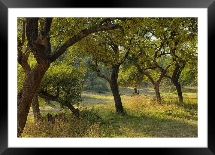 Ranthambore India Early Morning Framed Mounted Print by Jacqi Elmslie