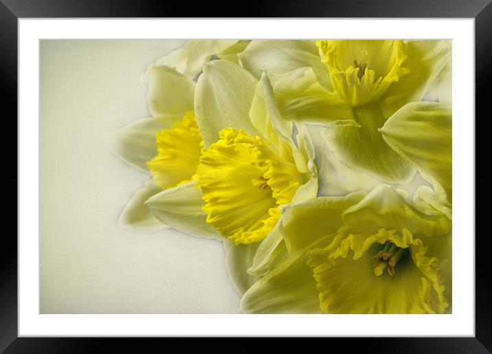 Spring Daffodils Framed Mounted Print by Jacqi Elmslie