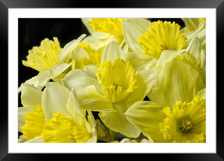 Daffodils on Black Framed Mounted Print by Jacqi Elmslie
