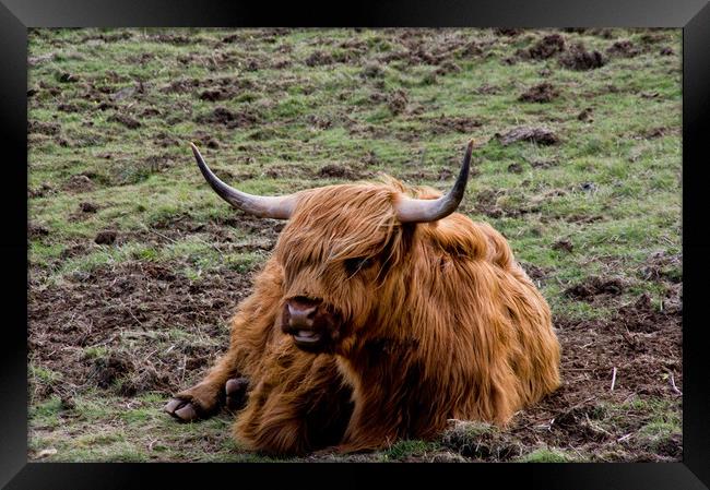 Glamorous Highland Cow Framed Print by Jacqi Elmslie