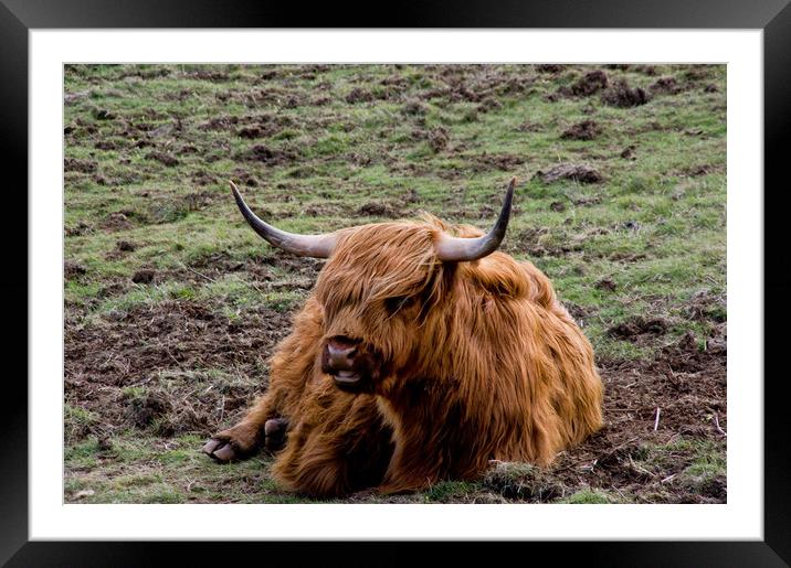 Glamorous Highland Cow Framed Mounted Print by Jacqi Elmslie