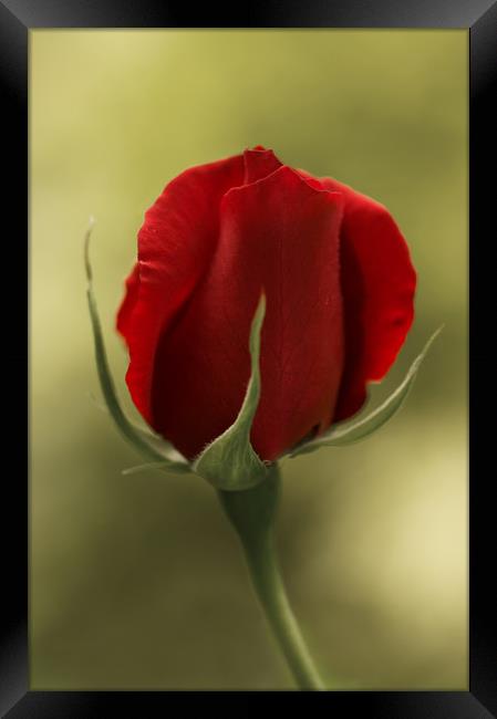 Red Rosebud Framed Print by Jacqi Elmslie