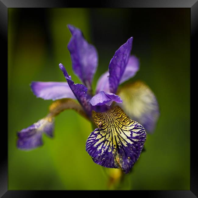 Purple Iris  Framed Print by Jacqi Elmslie
