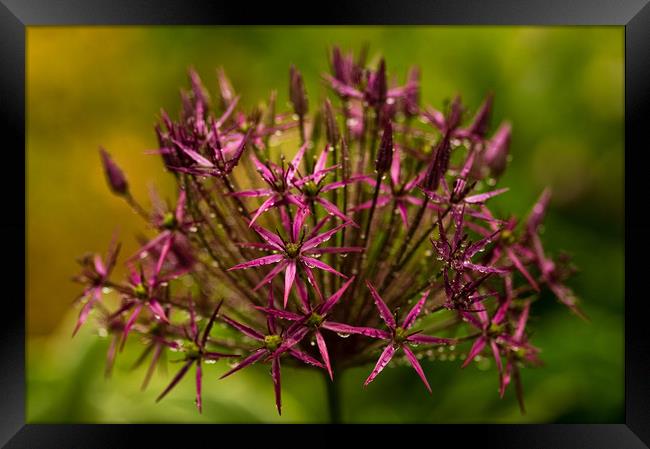 Caught in the Rain Framed Print by Jacqi Elmslie