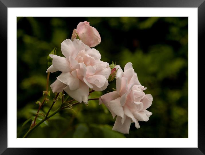 Cluster of scented pink roses Framed Mounted Print by Jacqi Elmslie