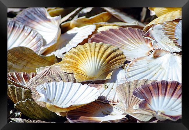Sea Shells Framed Print by Jacqi Elmslie