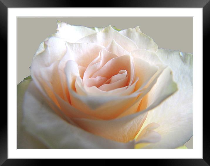 Creamy-pink Rose Framed Mounted Print by Jacqi Elmslie