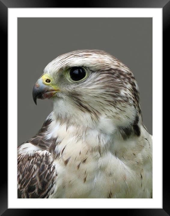Lanner Falcon Framed Mounted Print by Jacqi Elmslie