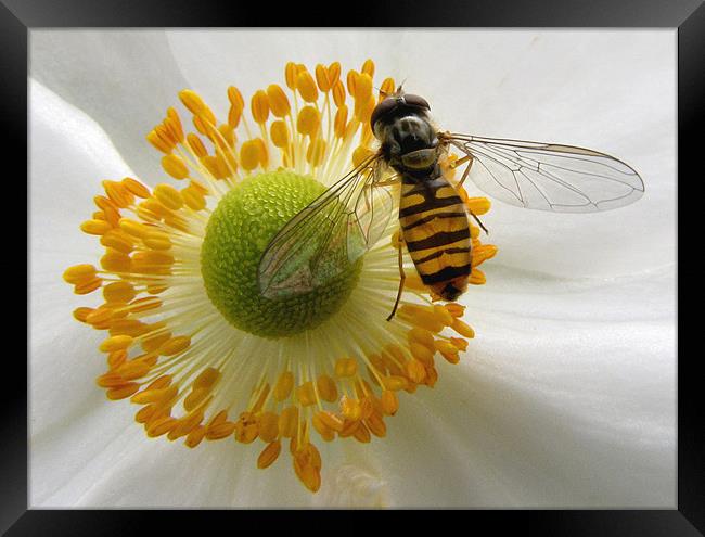 Hoverfly Feasting Framed Print by Jacqi Elmslie
