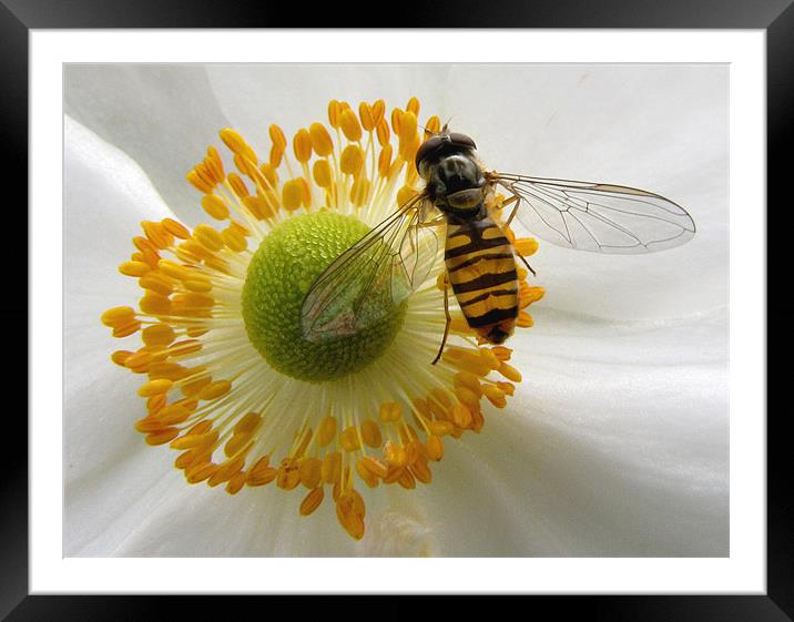 Hoverfly Feasting Framed Mounted Print by Jacqi Elmslie
