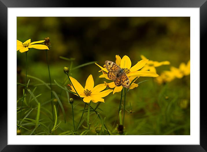 Yellow Summer Daisies Framed Mounted Print by Jacqi Elmslie