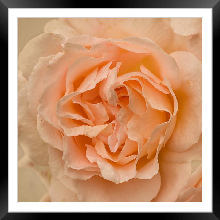 Romantic Rose Framed Mounted Print by Jacqi Elmslie