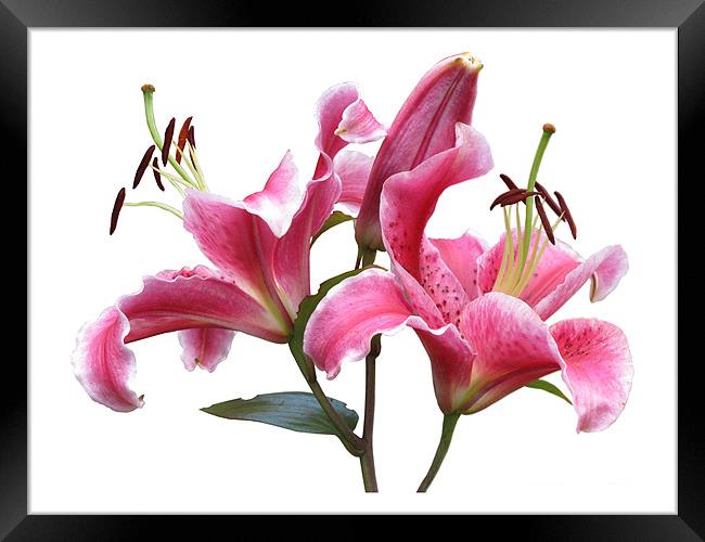Pink Lilies on White Framed Print by Jacqi Elmslie