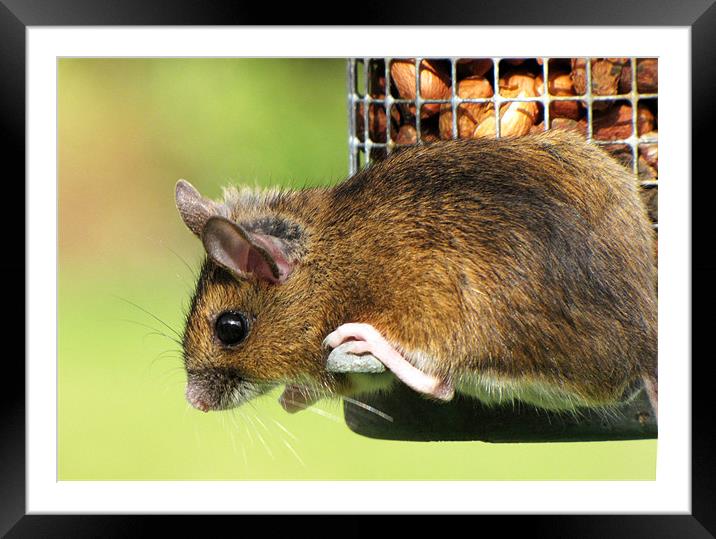 The Thieving Woodmouse Framed Mounted Print by Jacqi Elmslie