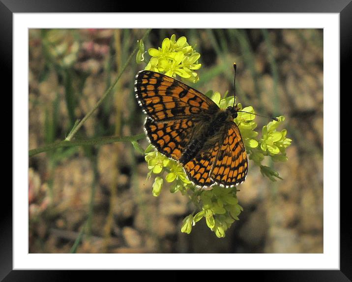 Heath Fritillary Butterfly Framed Mounted Print by Jacqi Elmslie