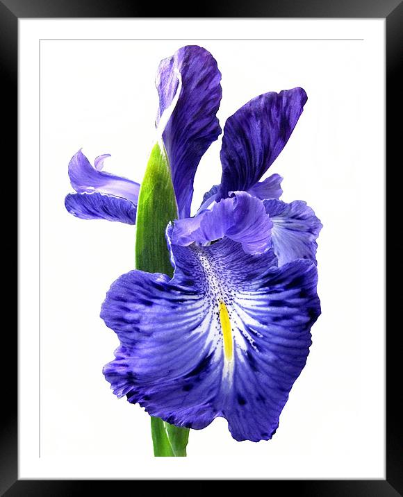 Blue Iris on White Framed Mounted Print by Jacqi Elmslie