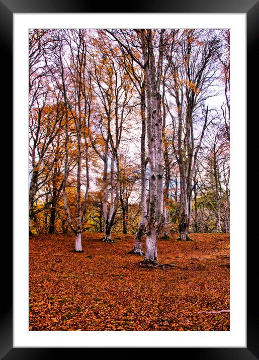Autumn Trees in Cawdor Woods Framed Mounted Print by Jacqi Elmslie