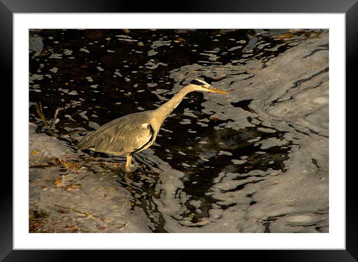Heron by the River Ness Framed Mounted Print by Jacqi Elmslie