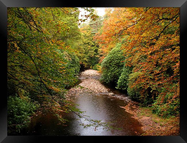 Autumn in Cawdor Woods Framed Print by Jacqi Elmslie