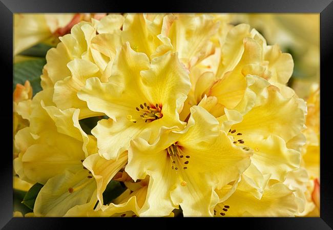 Lemon Rhododendron Macro Framed Print by Jacqi Elmslie