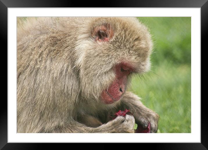 Monkey Business Framed Mounted Print by Jacqi Elmslie