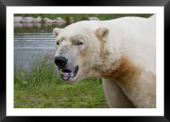 Polar Bear in Scotland Framed Mounted Print by Jacqi Elmslie