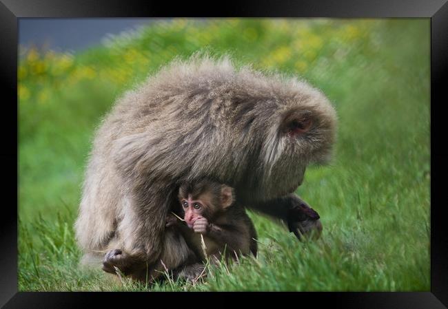 Peeking at the Big World Framed Print by Jacqi Elmslie