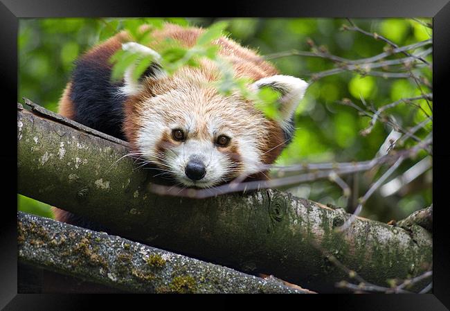 Himalayan Red Panda  Framed Print by Jacqi Elmslie