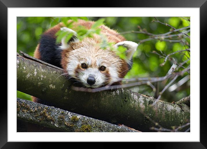 Himalayan Red Panda  Framed Mounted Print by Jacqi Elmslie