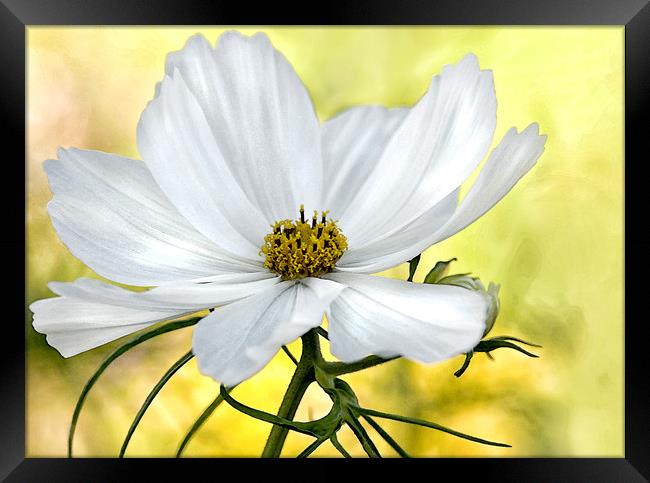 White Watercolour Cosmos Floral Framed Print by Jacqi Elmslie