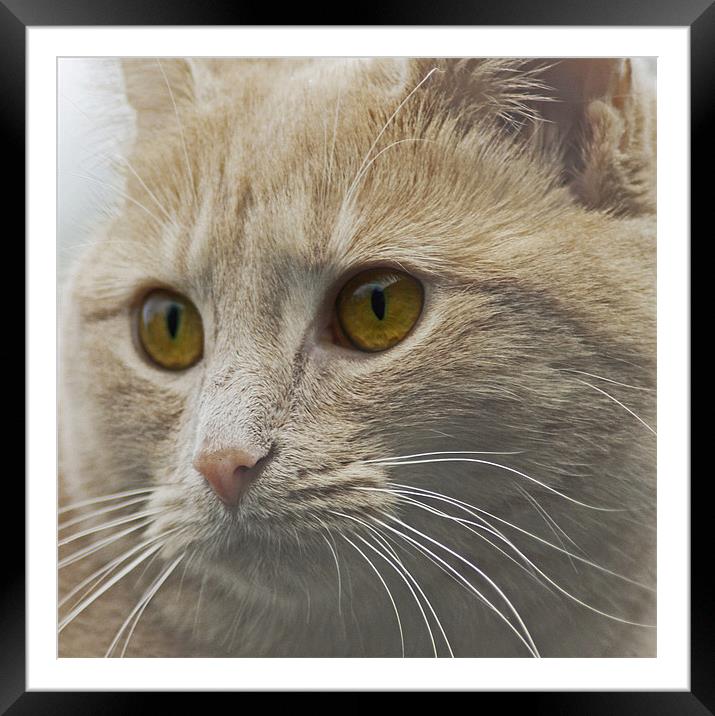Cat's Eyes Framed Mounted Print by Jacqi Elmslie