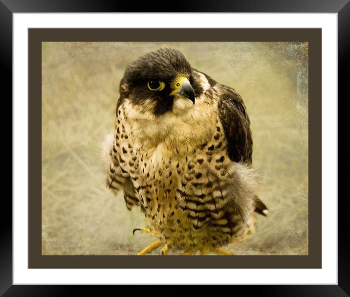 Young Red-Tailed Hawk Framed Mounted Print by Jacqi Elmslie