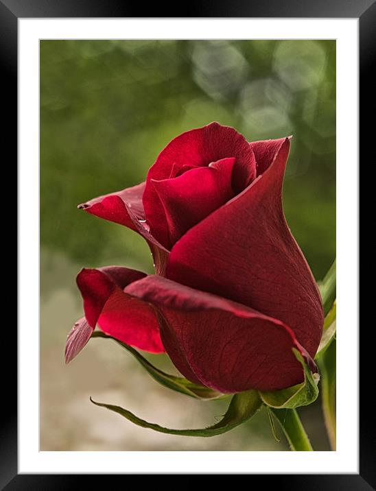 Red Rose with Bokeh Framed Mounted Print by Jacqi Elmslie